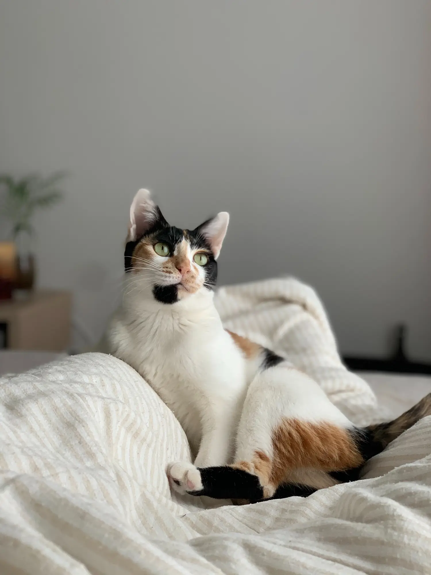 calico cat sitting on a blanket